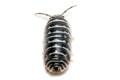 Armadillidium maculatum Zebra France